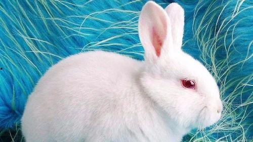 台湾网红小兔子吃瓜视频,揭秘网红幕后生活  第2张